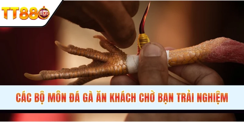 Tổng hợp các hình thức chọi kê online